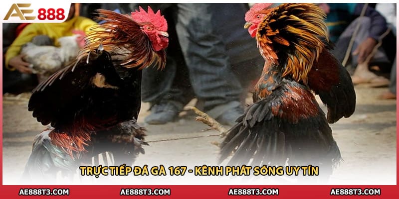 Trực Tiếp Đá Gà 167 - Kênh Phát Sóng Uy Tín